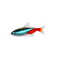 BYI